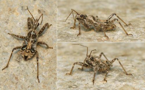Réf. 286 336 : Coranus griseus